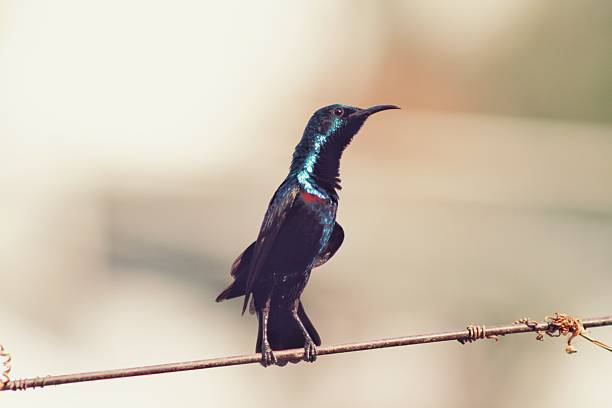 Purple Sunbird - Cinnyris asiaticus - Birds of the World.