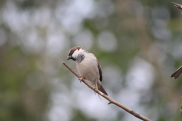 Old World sparrows are a group of small passerine birds forming the family Passeridae. Bird standing on branch of tree.