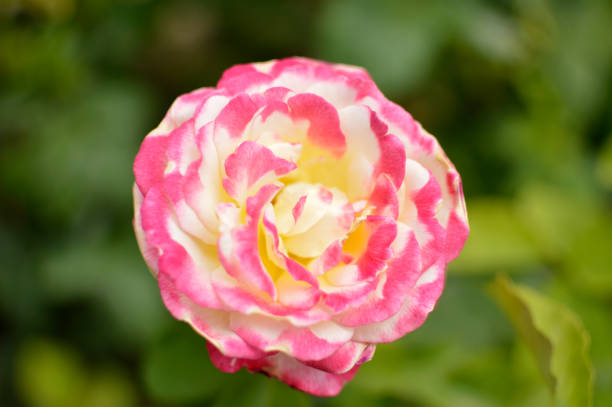 China rose in the botanical garden of Montreal.