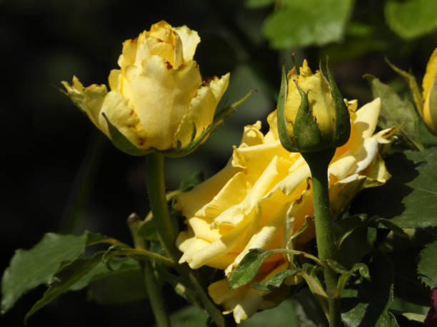 various types of roses in bloom close up