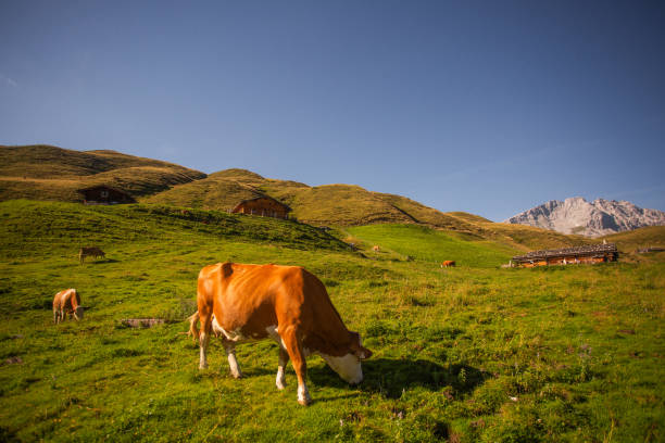 Salzburg, Austria - June 24, 2020: Alpine cows at the guesthouses on the via ferrata from the Donnerkogel mountain