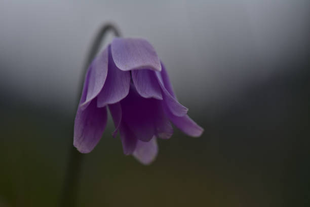 purple spring flowers in the country