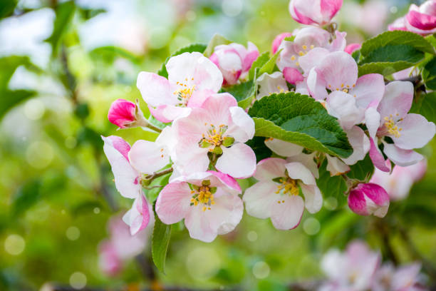 istock Spring flowering of orchard, delicate pink apple blossoms on tree branch, spring 2205837914