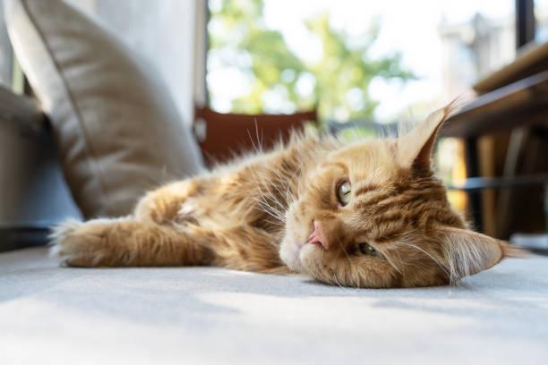 Classic red tabby maine coon cat.