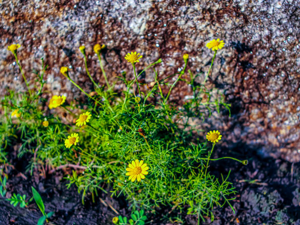 istock Tropical Rainforest Plants in Summer Park 2205839585