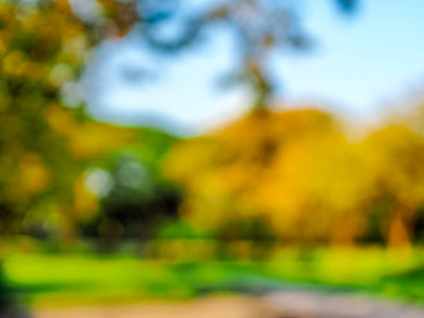 istock Tropical Rainforest Plants in Summer Park 2205839619