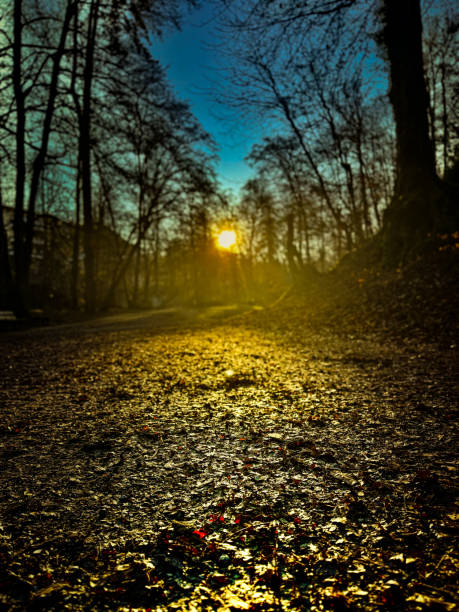 Walk in the forest at sunrise