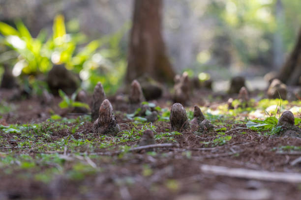 A close-up of cypress knees emerging from the ground in a wetland forest in Florida. These unique root structures belong to bald cypress trees and are commonly found in swampy areas. Sunlight filters through the trees, casting a natural glow on the forest floor.