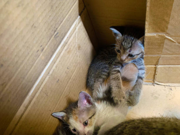 istock cute little kitten hugging his little brother 2205840819