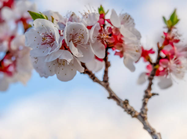 Flowers of apricot trees in March