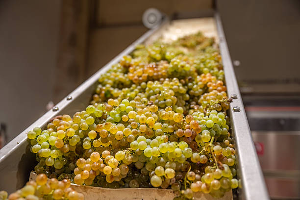 istock White grapes moving along conveyor belt inside Catalonian winery, transferring freshly picked clusters for wine processing stages 2205841604