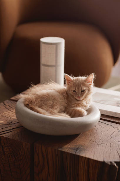 istock A two-month-old light ginger kitten snuggles contentedly in a grey stone bowl, perched on a solid oak stump table, showcasing its playful spirit and soft fur against the rustic wood's charm. 2205842435