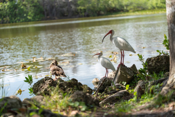 Australian White Ibis Bird