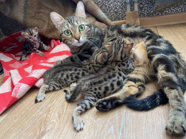 istock Playful Bengal Kittens with Mother 2205842494