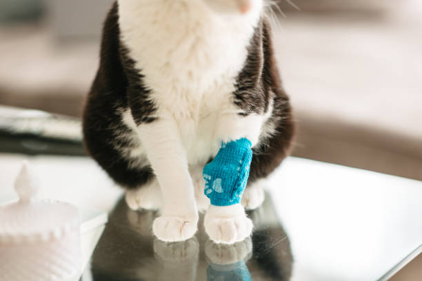 istock Cat with a blue bandage on its paw 2205842981