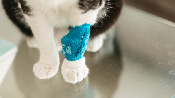 istock Cat with a blue bandage on its paw 2205842997