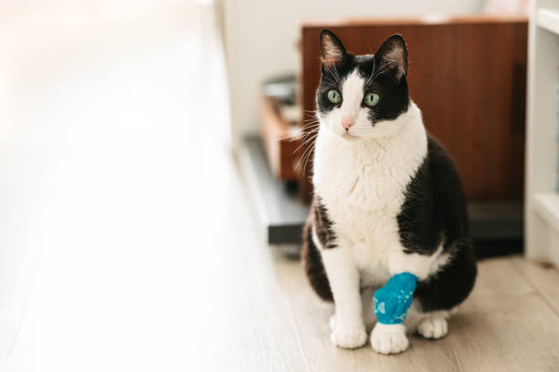 Beautiful black and white cat with blue bandage on its paw at home