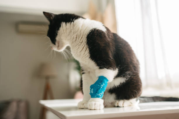 istock Black-and-white cat with a bandage sitting on a table 2205843004
