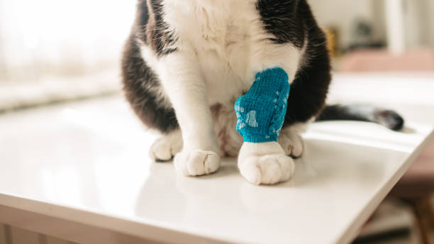 istock Cat with a blue bandage on its paw 2205843022