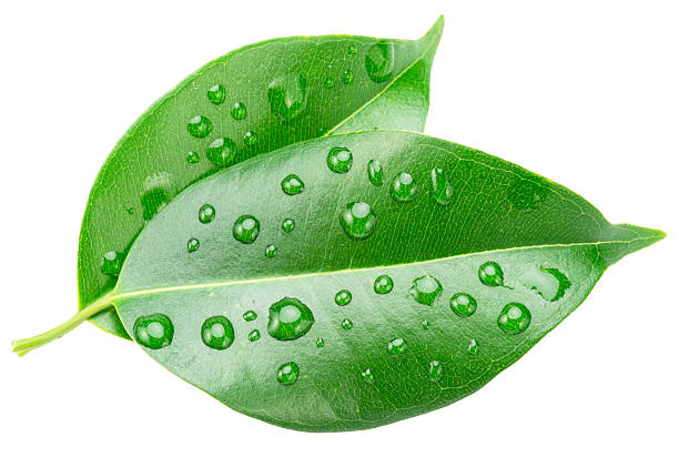 istock Ficus benjamina leaves covered with water drops isolated on white background. File contains clipping path. 2205843244