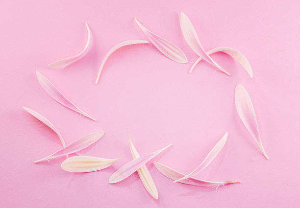 Magnolia petals on white, on row