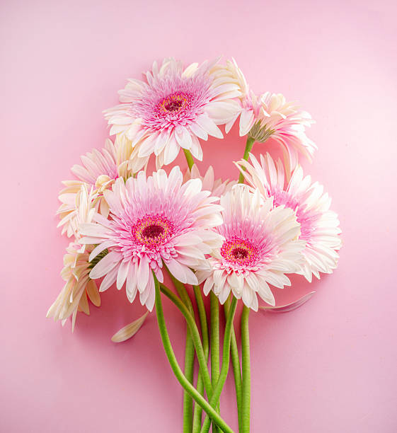 Pink gerbera flowers bouquet on pink background.