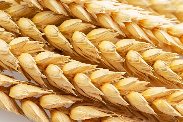 istock Wheat grains in the wheat spikes close up. 2205844276