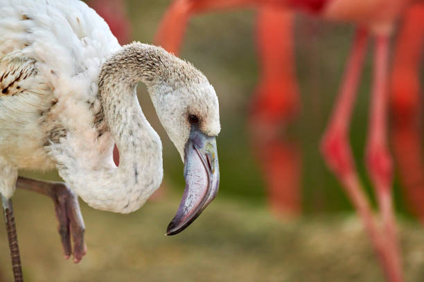 Flamingo Portrait