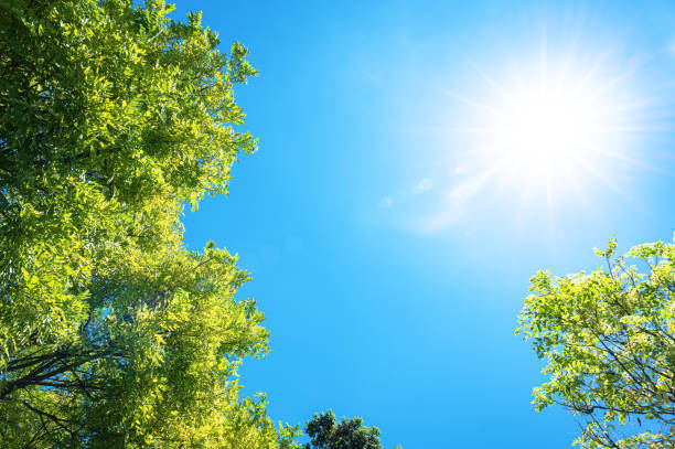 Looking up at natural frame of treetops in springtime