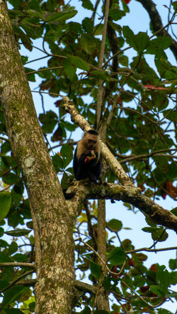 istock White-headed Capuchin, capucinus, black monkey sitting on the tree in the jungle forest. Wildlife of Costa Rica, Central America. 2205844653