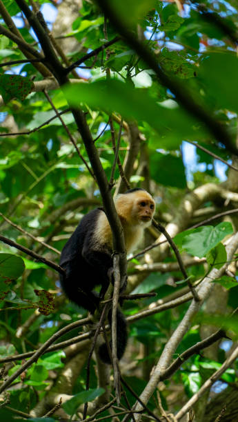 istock White-headed Capuchin, capucinus, black monkey sitting on the tree in the jungle forest. Wildlife of Costa Rica, Central America. 2205844925