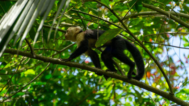 istock White-headed Capuchin, capucinus, black monkey sitting on the tree in the jungle forest. Wildlife of Costa Rica, Central America. 2205845417