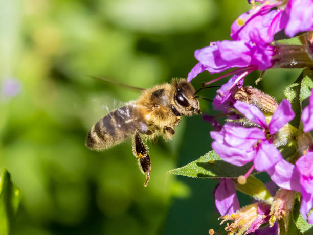 istock A honey bee fly around a flower on a garden. 2205845606