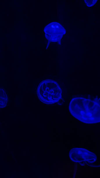 istock Common jellyfish floating in black water in an aquarium 2205846803