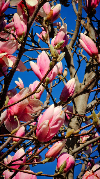 istock pink magnolias in march against blue sky 2205847009