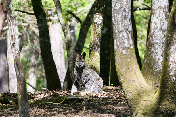 A small to medium-sized wallaby kangaroo, possibly a wallaby, sitting among trees in a sunlit forest. This is a wide shot, capturing both the animal and its natural surroundings. The image includes copy space within the frame, making it suitable for adding text, branding, or graphic elements in visual or advertising projects.