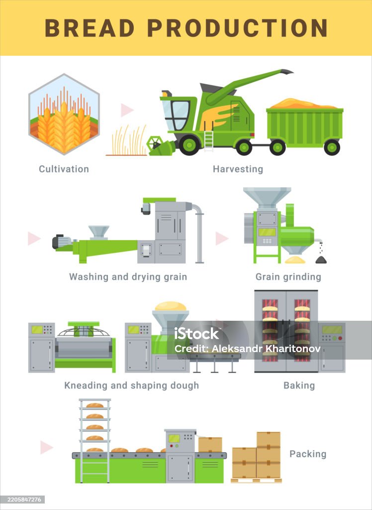 Pao Processing Vetores de Etapas Do Processo De Produção De Pão Esquema Infográfico ...