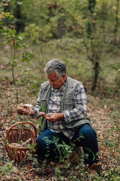 istock Senior mycologist examining wild mushrooms in forest 2205847782