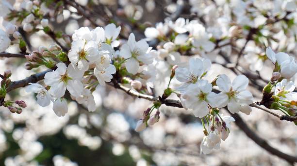 istock Nature cherry blossom, spring, plant, closeup 2205847854