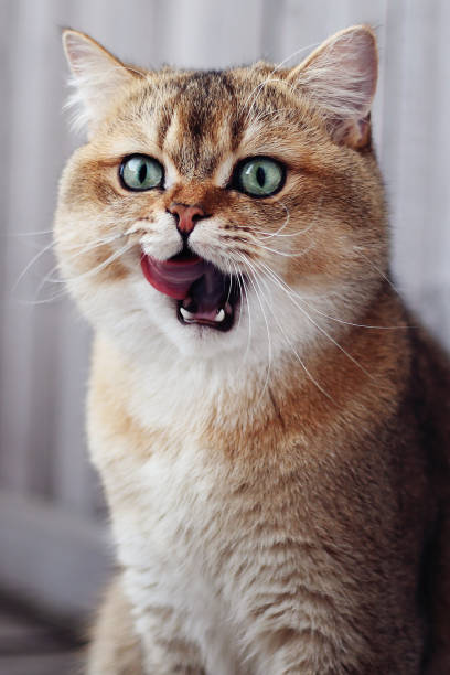 istock pet, british shorthair cat, portrait 2205848065