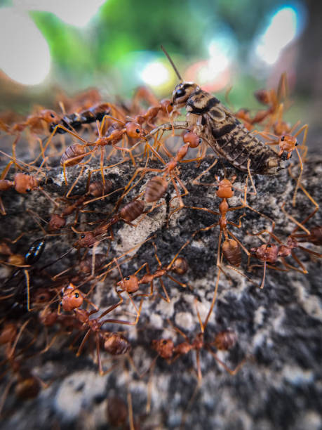 istock a swarm of red ants attacks a cricket 2205848074