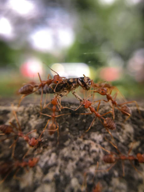 istock a swarm of red ants attacks a cricket 2205848088