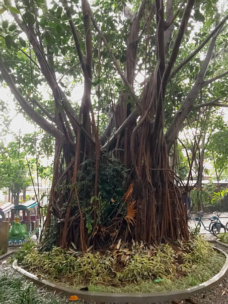 istock big banyan tree in the middle of public park 2205848199