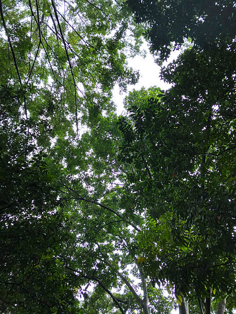 istock the sky is covered with dense green leaves 2205848737