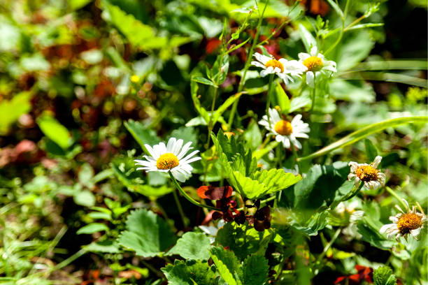 Wild flowers in autumn blooming. Floral background. White beautiful and delicate flower.