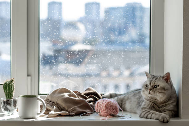 istock Cozy scene at the window with a gray cat 2205852646