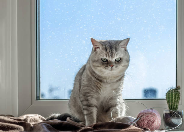 istock Cozy scene at the window with a gray cat 2205852745