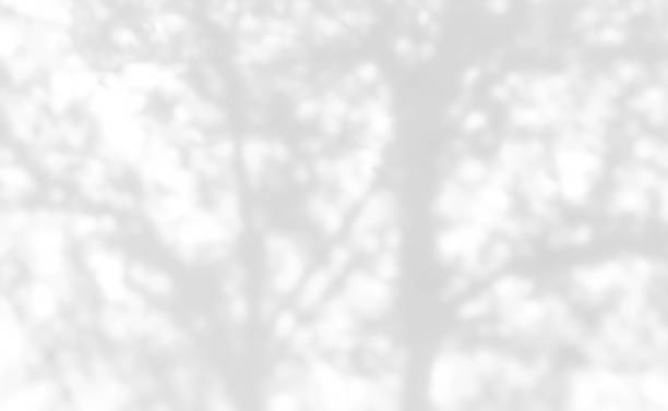 istock Shadow of leaves tree plant overlay on white wall. 2205853712