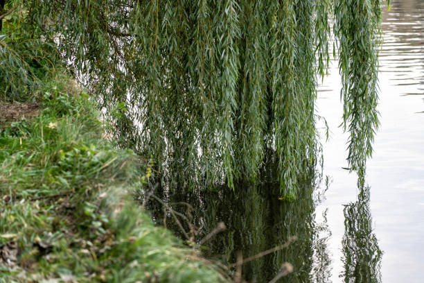 istock Close-up branches of a weeping willow touch the water surface of the river 2205854592