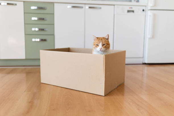 The adult male ginger cat sitting in the box and relaxing